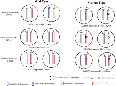 Case Report: De novo DDX3X mutation caused intellectual disability in a female with skewed X-chromosome inactivation on the mutant allele